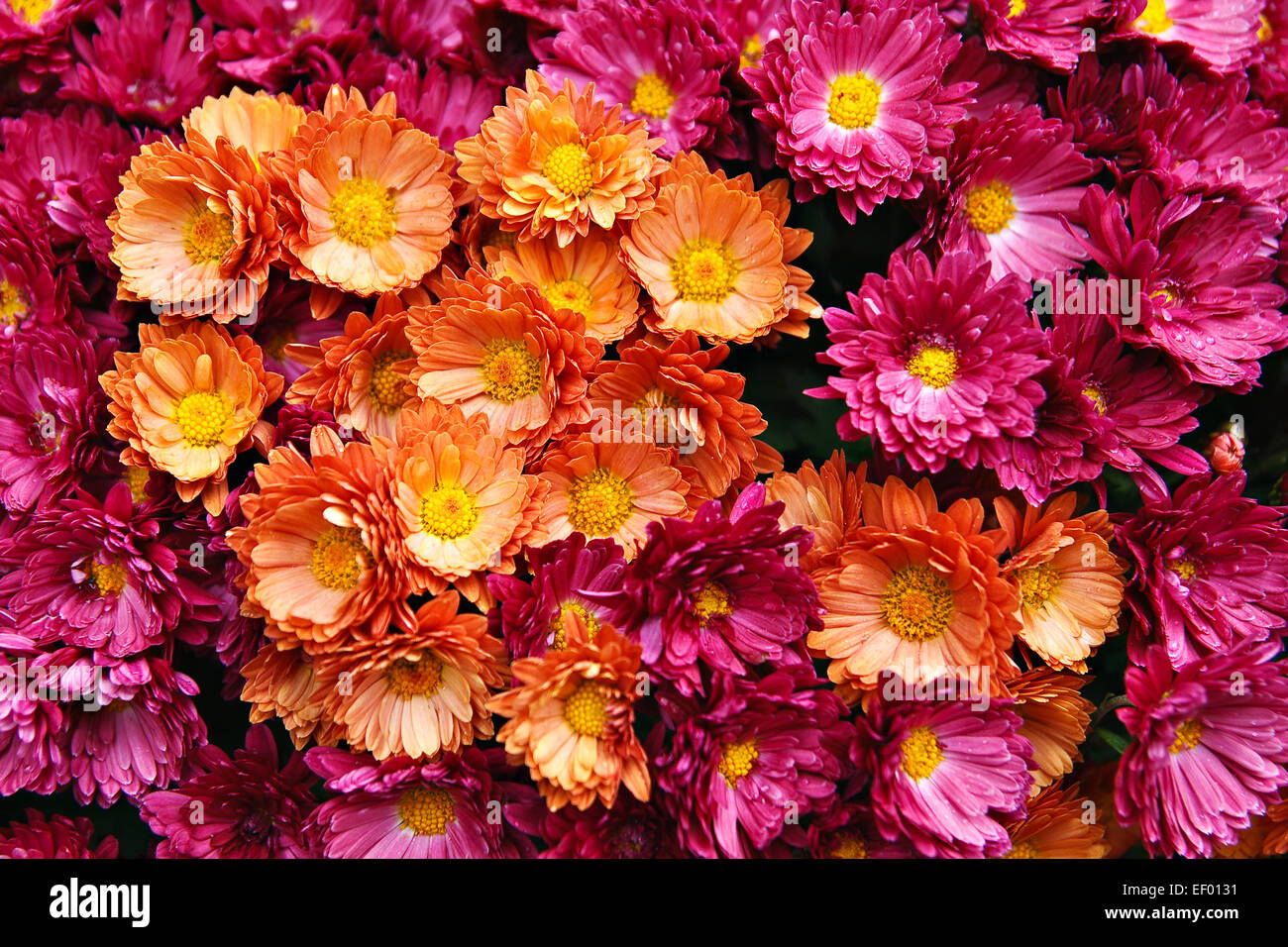 Flores. Foto de stock