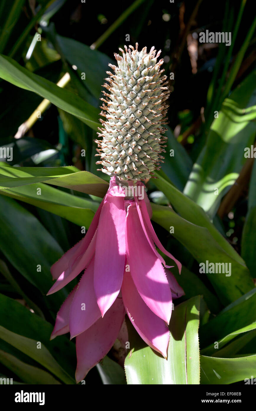 Aechmea mariae-reginae flor Foto de stock