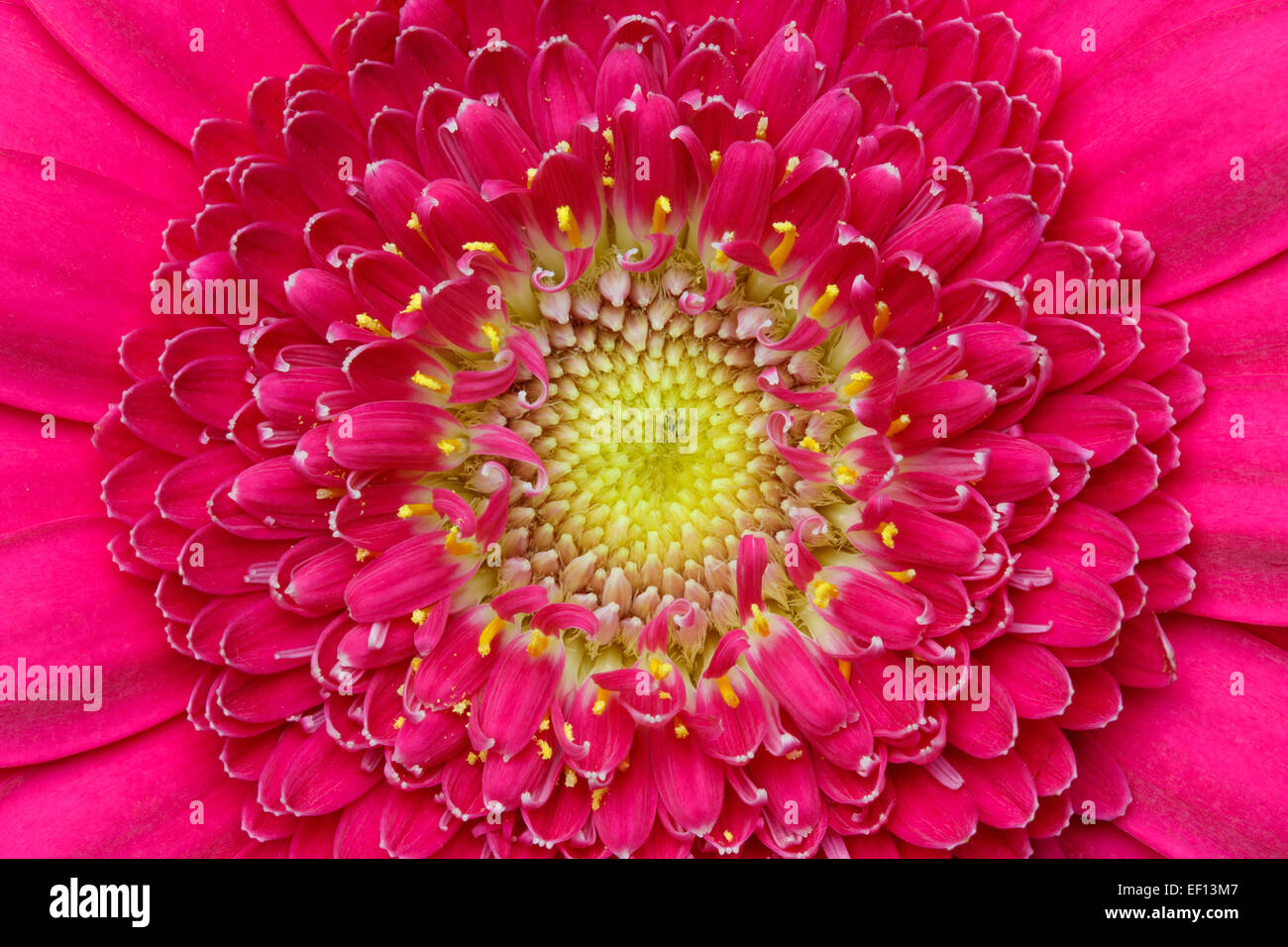 Detalle de una macro de color rosa oscuro gerber cabeza floral Foto de stock