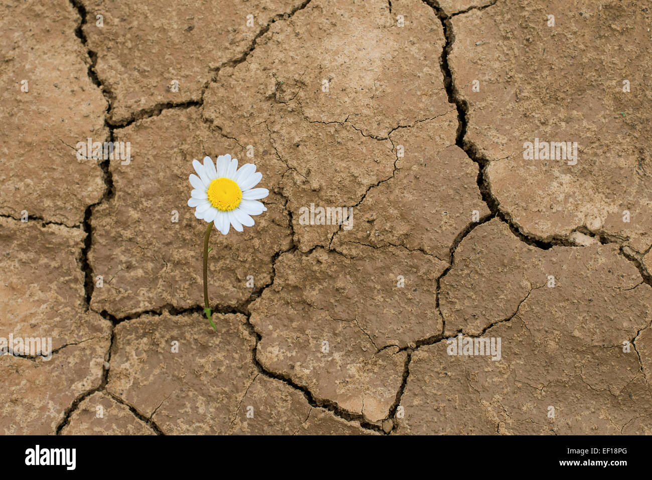 Flor en el desierto fotografías e imágenes de alta resolución - Alamy