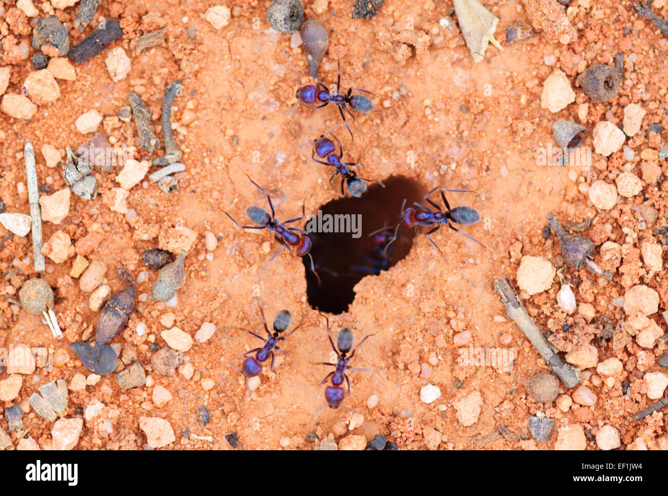 Cama de hormigas fotografías e imágenes de alta resolución - Alamy