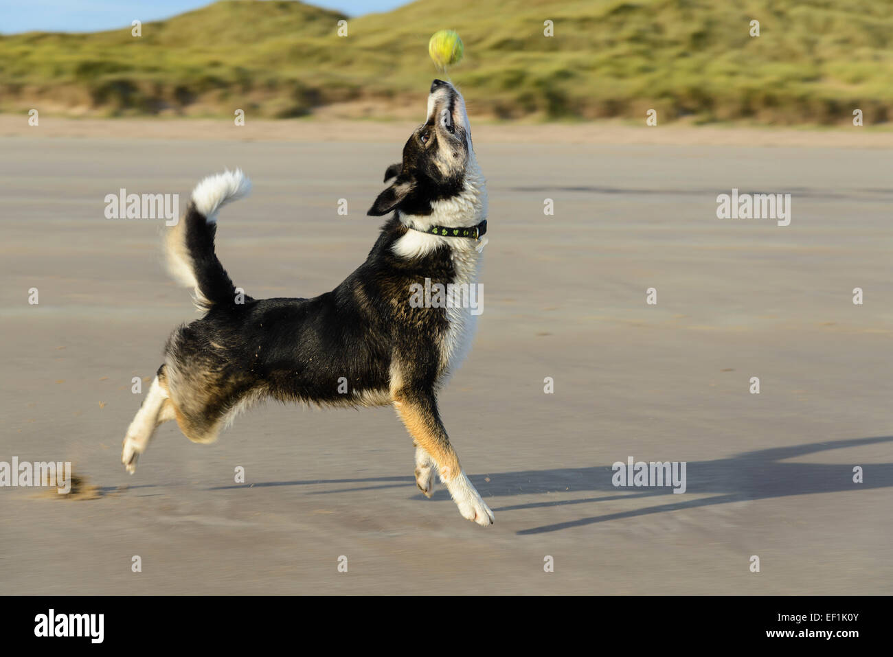 Border Collie perro con pelota de tenis en la playa Seahouses, Northumberland, Inglaterra Foto de stock