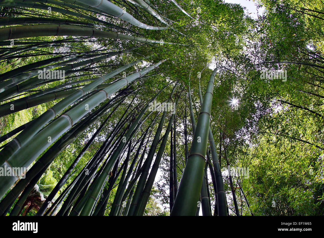 Tallos de bambú Trebah Garden Cornwall; UK Foto de stock