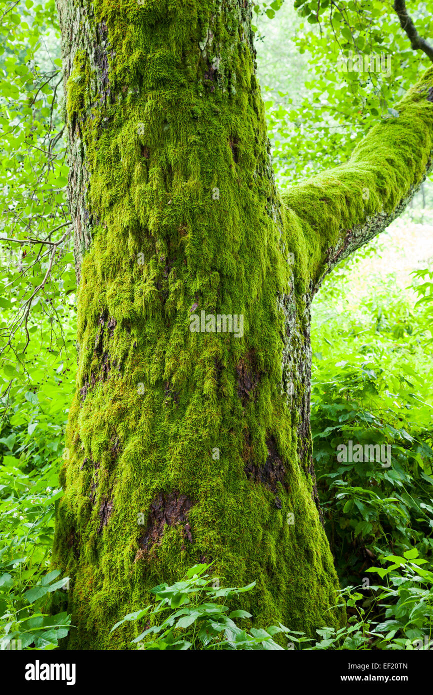 Árbol Viejo con musgo verde en el bosque Foto de stock