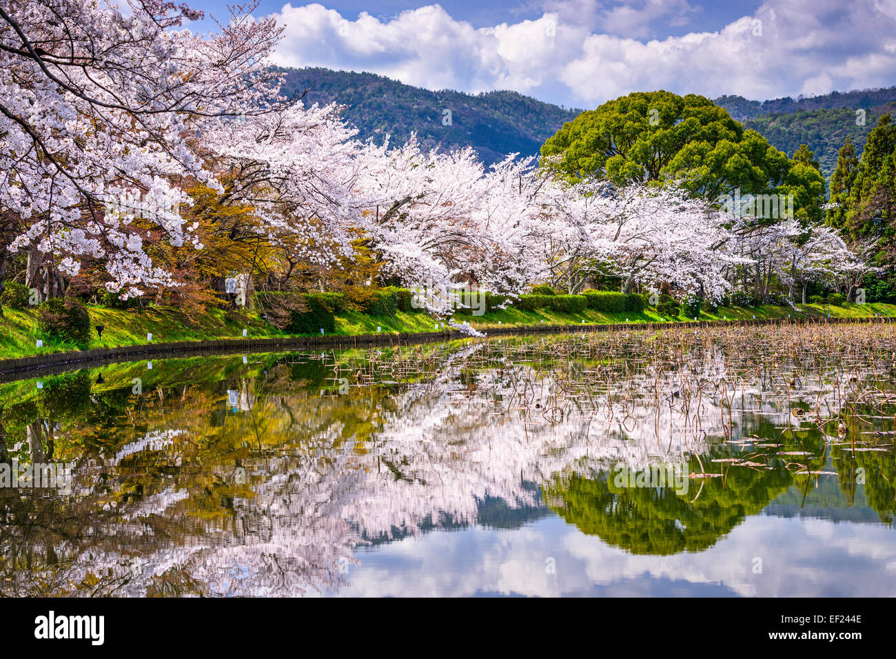 El follaje de primavera en Kyoto, Japón, en el distrito Arashiyama. Foto de stock