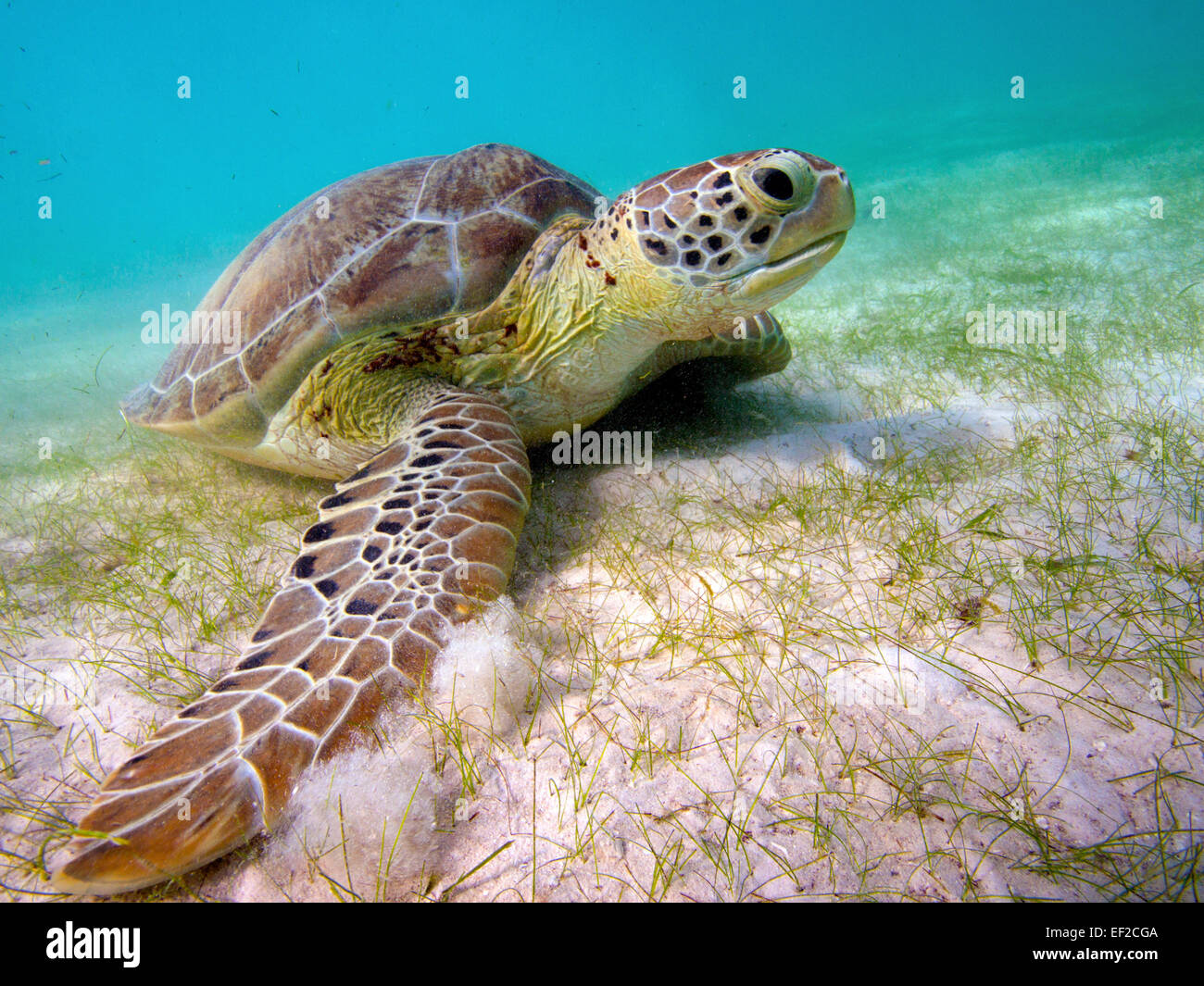La tortuga verde alimentándose de pastos marinos en la bahía de Akumal, México Foto de stock