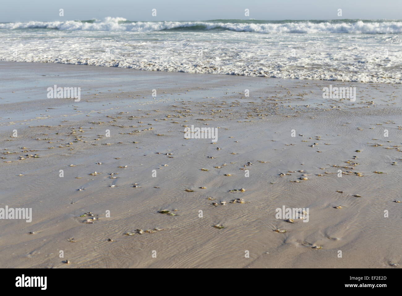 Caracoles de mar Silversands playa en Betty's Bay Foto de stock