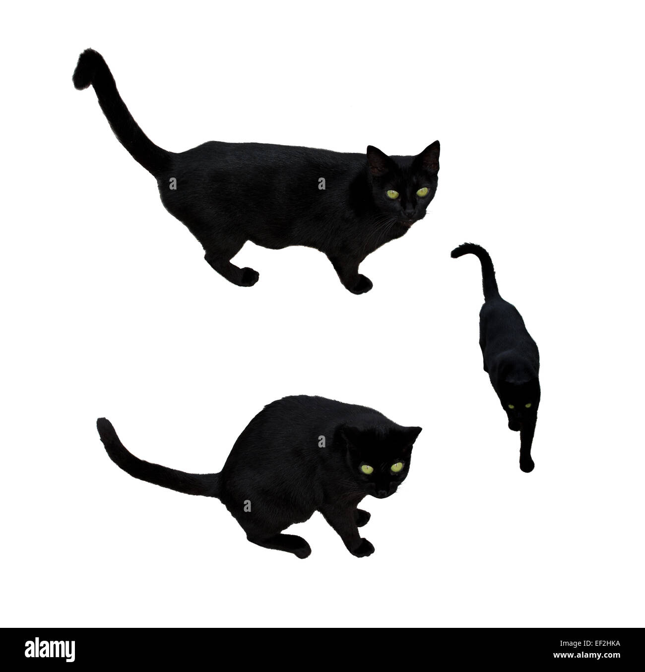 Gato negro con ojos verdes en tres posiciones, caminando, mirando, aislado en blanco. Foto de stock