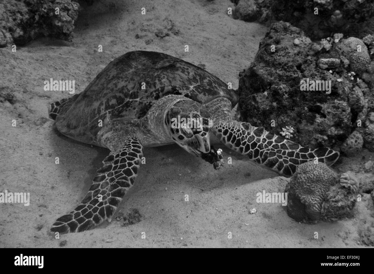 La tortuga carey, Eretmochelys imbricata, comiendo una esponja del Mar Rojo, Eilat, Israel Foto de stock