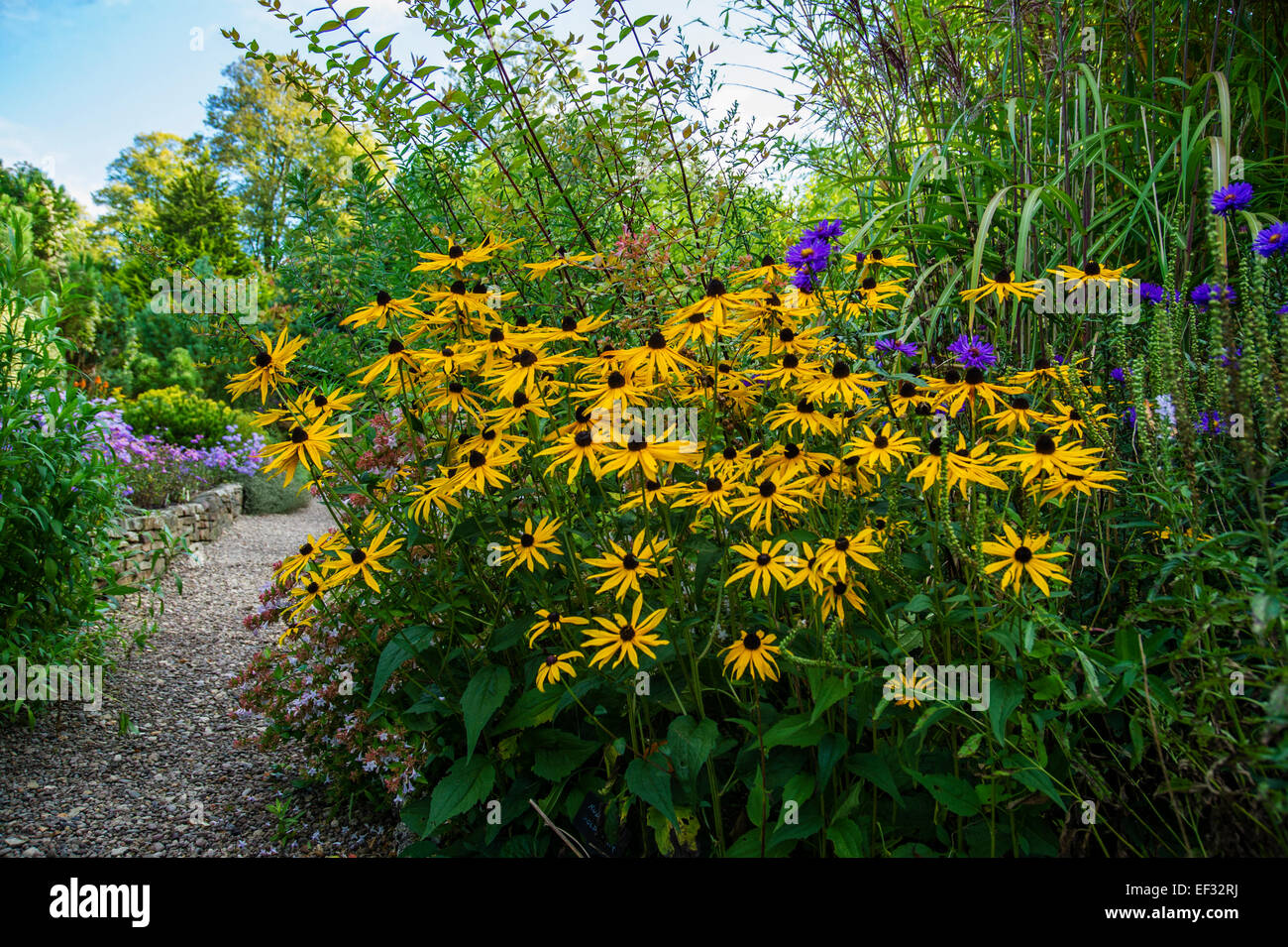 Rudbeckia 'Deamii' y Aster floración en las fronteras al lado de un camino de gravilla- El Jardín de Picton, Worcester Foto de stock