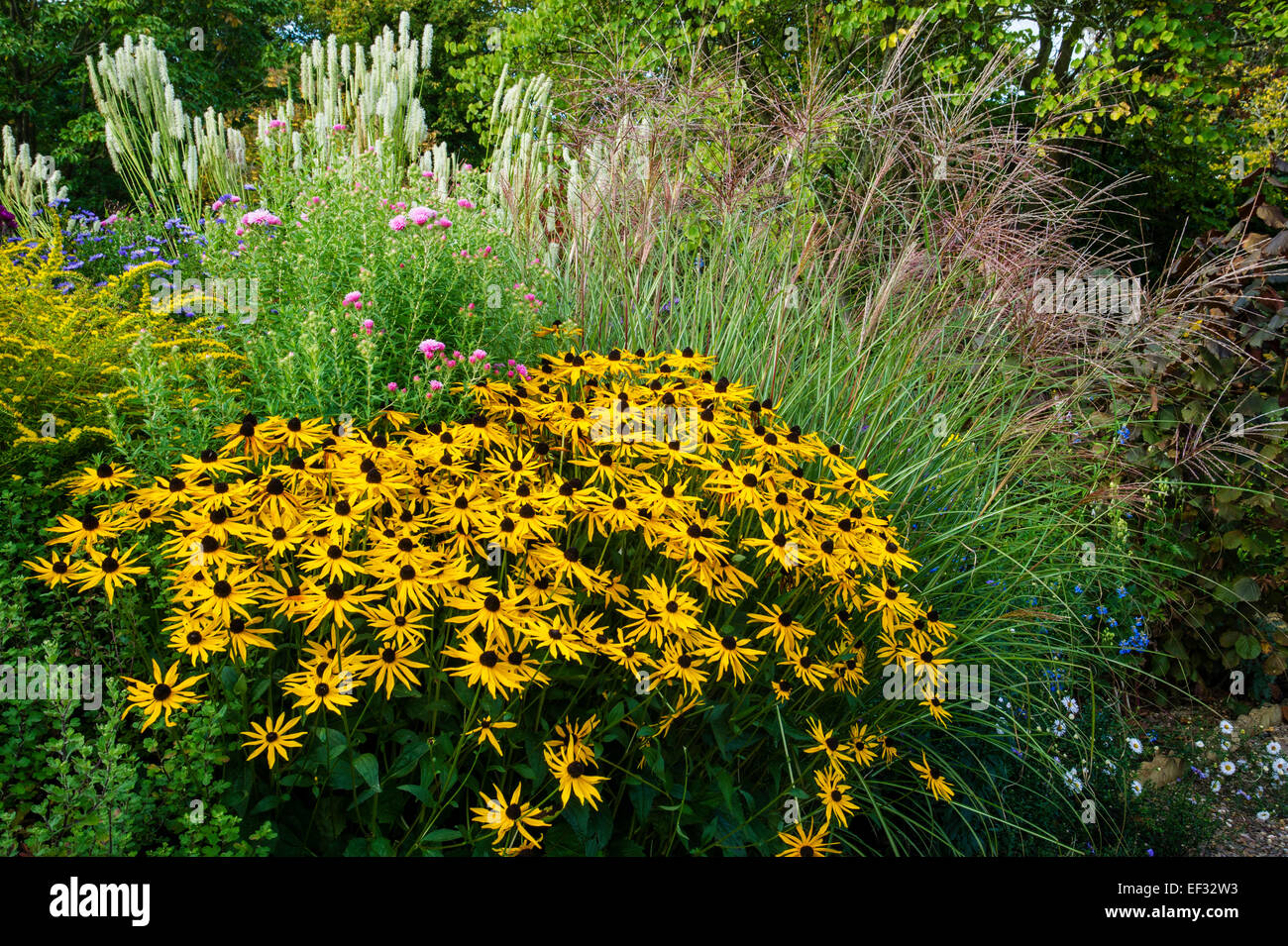 Rudbeckia y pastos en otoño- El Jardín de Picton- Worcester Foto de stock