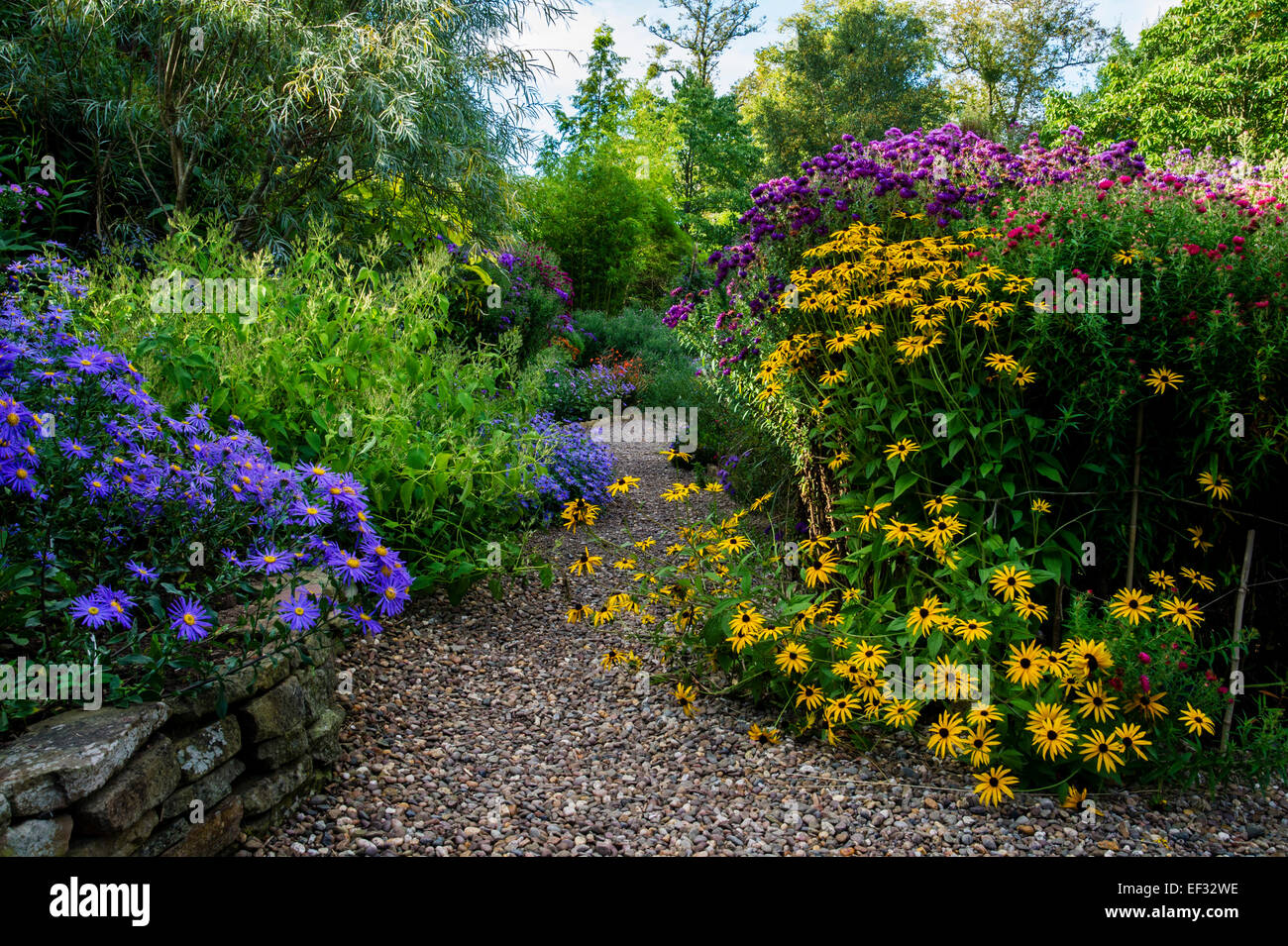 Rudbeckia y Aster floración en las fronteras al lado de un camino de gravilla- El Jardín de Picton, Worcester Foto de stock