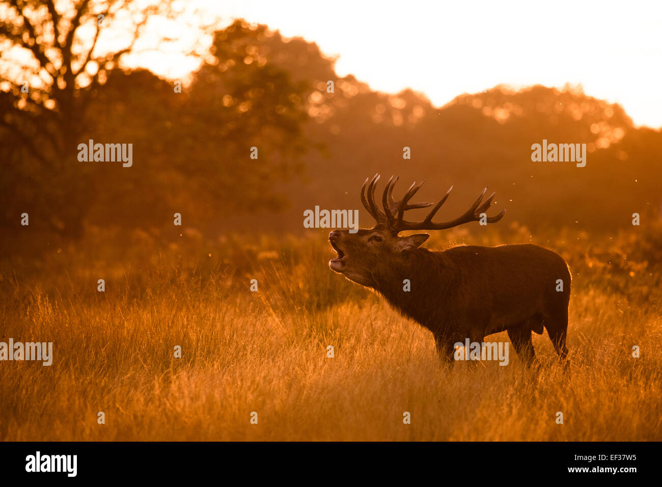 Berrea ciervo ciervo. Richmond Park, Londres, Reino Unido. Foto de stock