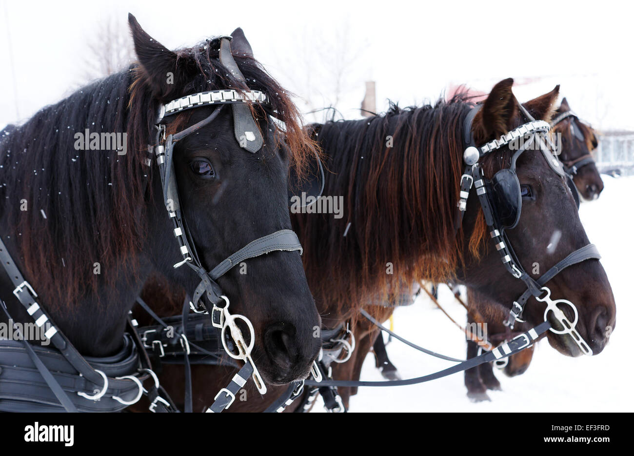 Equipo de caballos en invierno canadiense agilidad raza Foto de stock