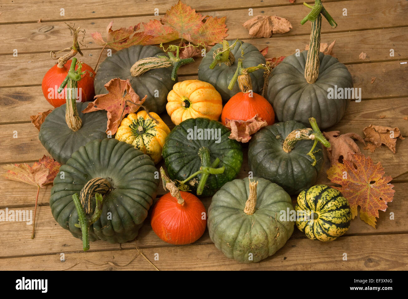 Una selección de coloridas calabazas (Calabazas) en otoño.UK veg verduras alimentos alimentos de temporada color de Halloween Foto de stock