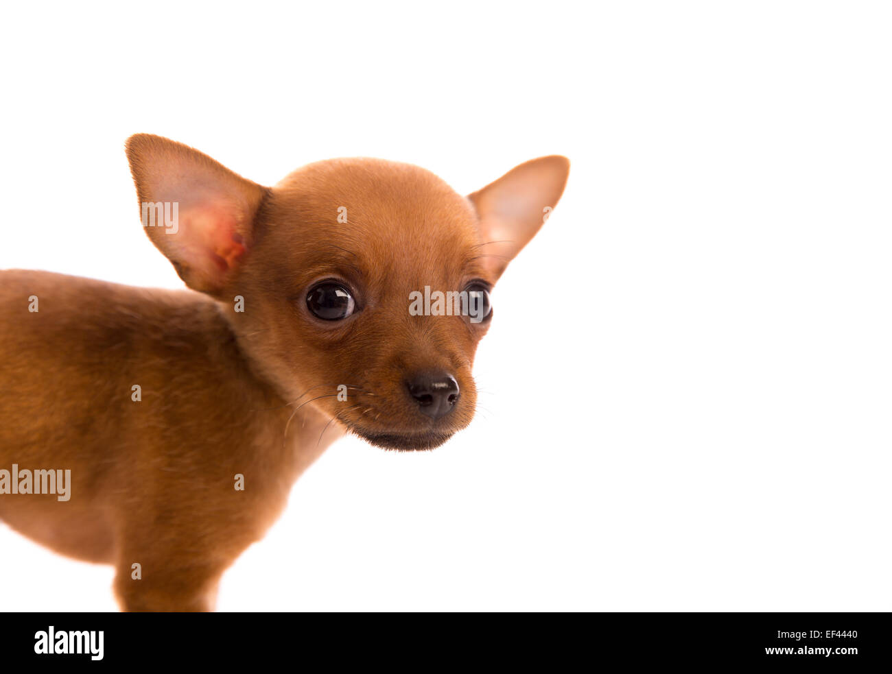 Chihuahua cachorro perro mascota doggy retrato sobre fondo blanco. Foto de stock