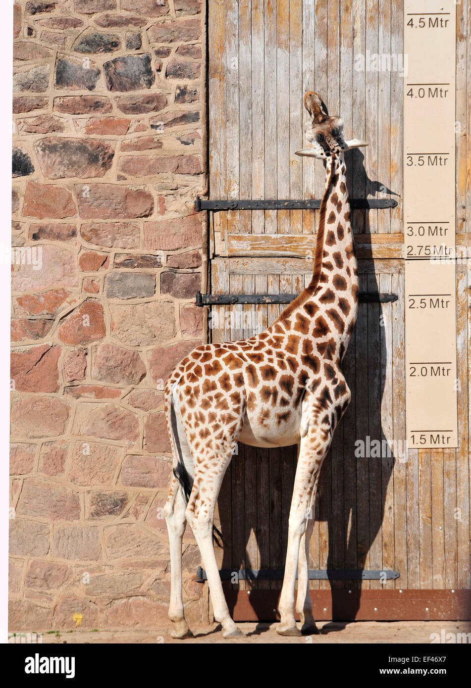 Una jirafa estira a su altura máxima con una altura stick en el zoo de Chester. Foto de stock