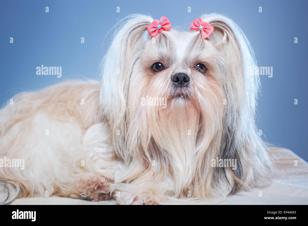 Perro de pelo azul fotografías e imágenes de alta resolución - Alamy
