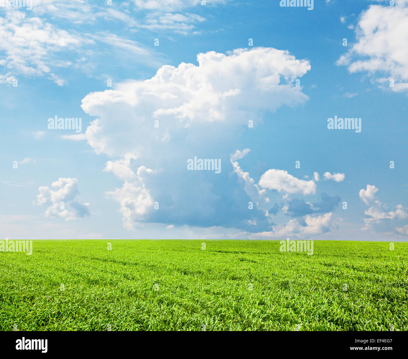 Campo verde y un cielo azul con nubes blancas Foto de stock