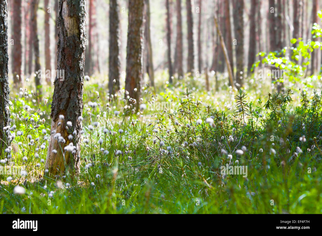 Mañana de primavera en el bosque de coníferas Foto de stock