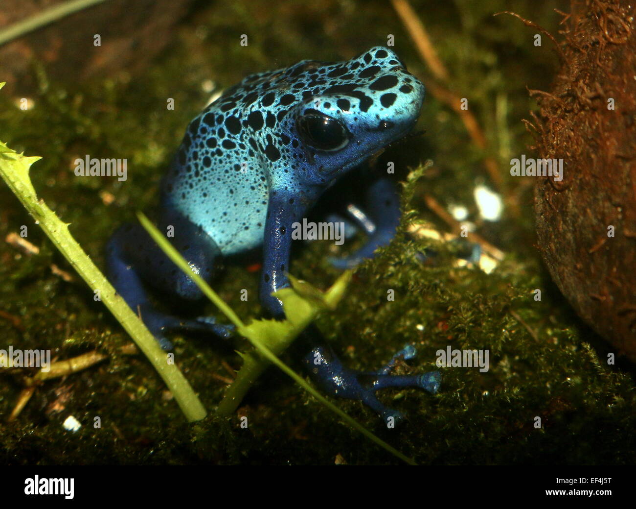 Azul brillante azul Sudamericanos dardos venenosos o RANA rana de flecha (Dentrobates tinctorius Azureus) Foto de stock