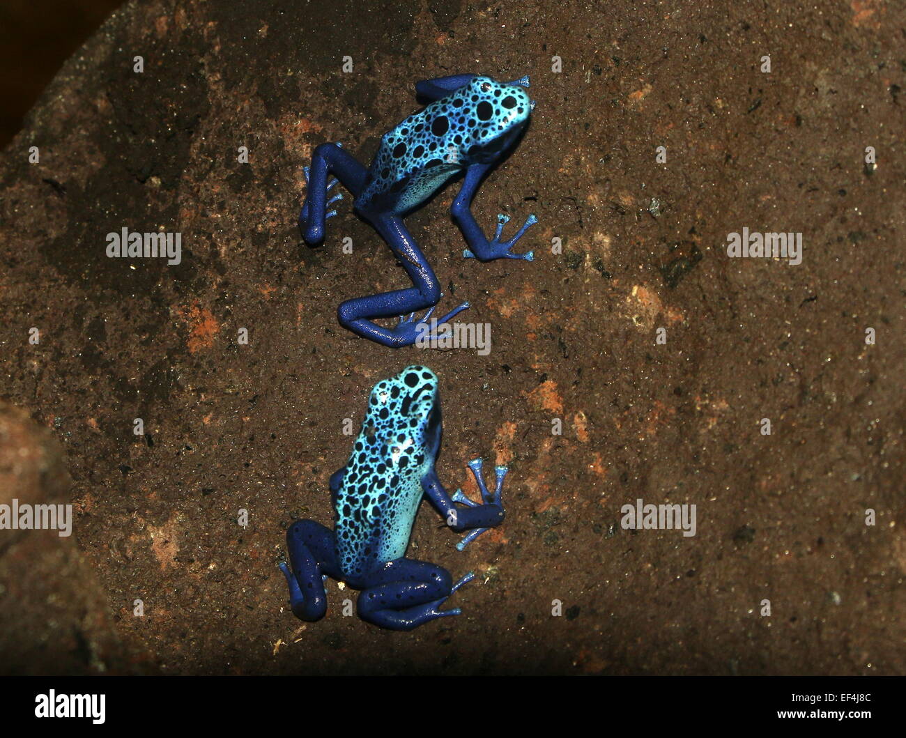 Un par de dos azul brillante azul Sudamericanos las ranas venenosas o ranas flecha (Dentrobates tinctorius azureus) posando junto Foto de stock