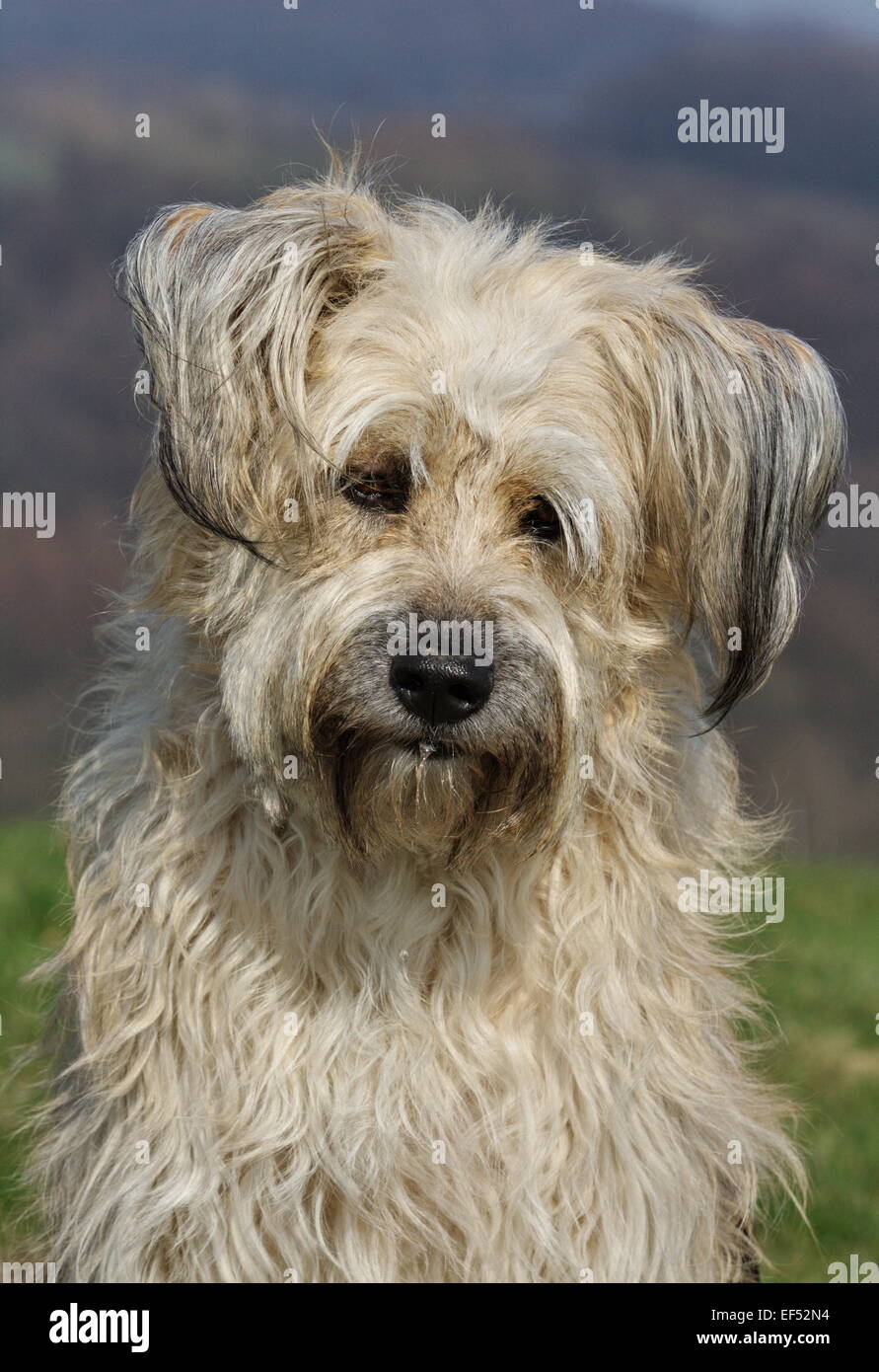 Retrato de gos d'Atura Catalán Mischling Foto de stock
