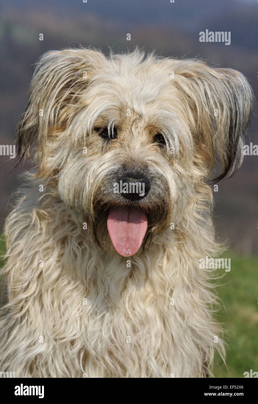 Retrato de gos d'Atura Catalán Mischling Foto de stock