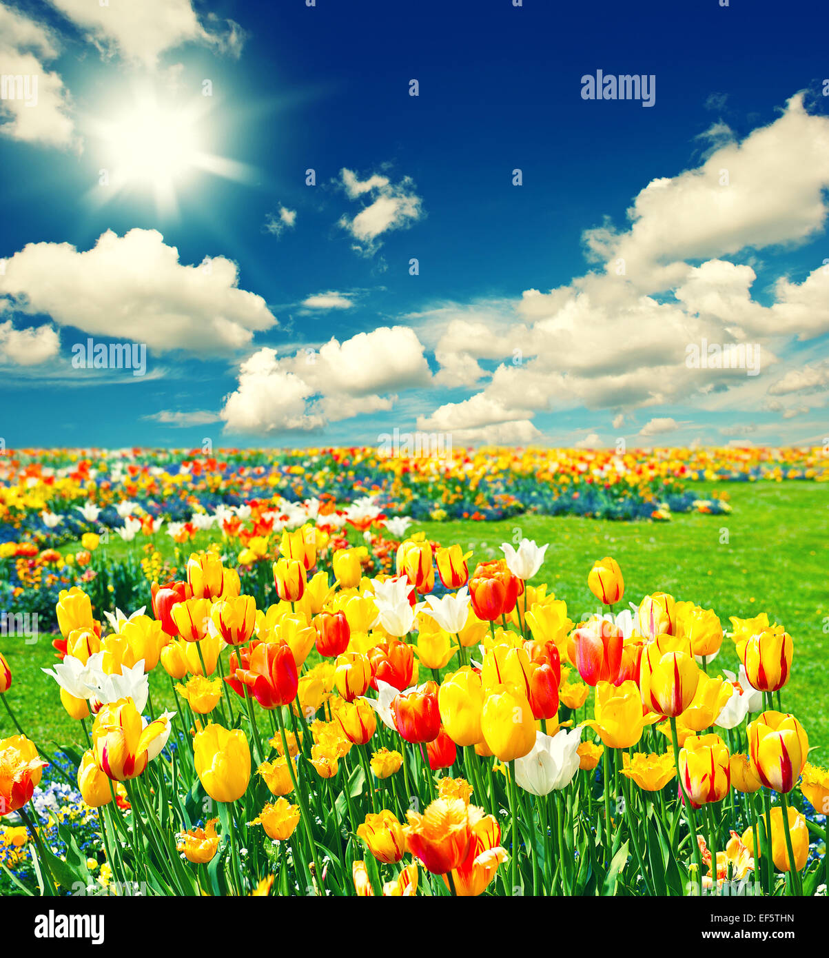 Jardín de flores y cielo con nubes fotografías e imágenes de alta  resolución - Alamy