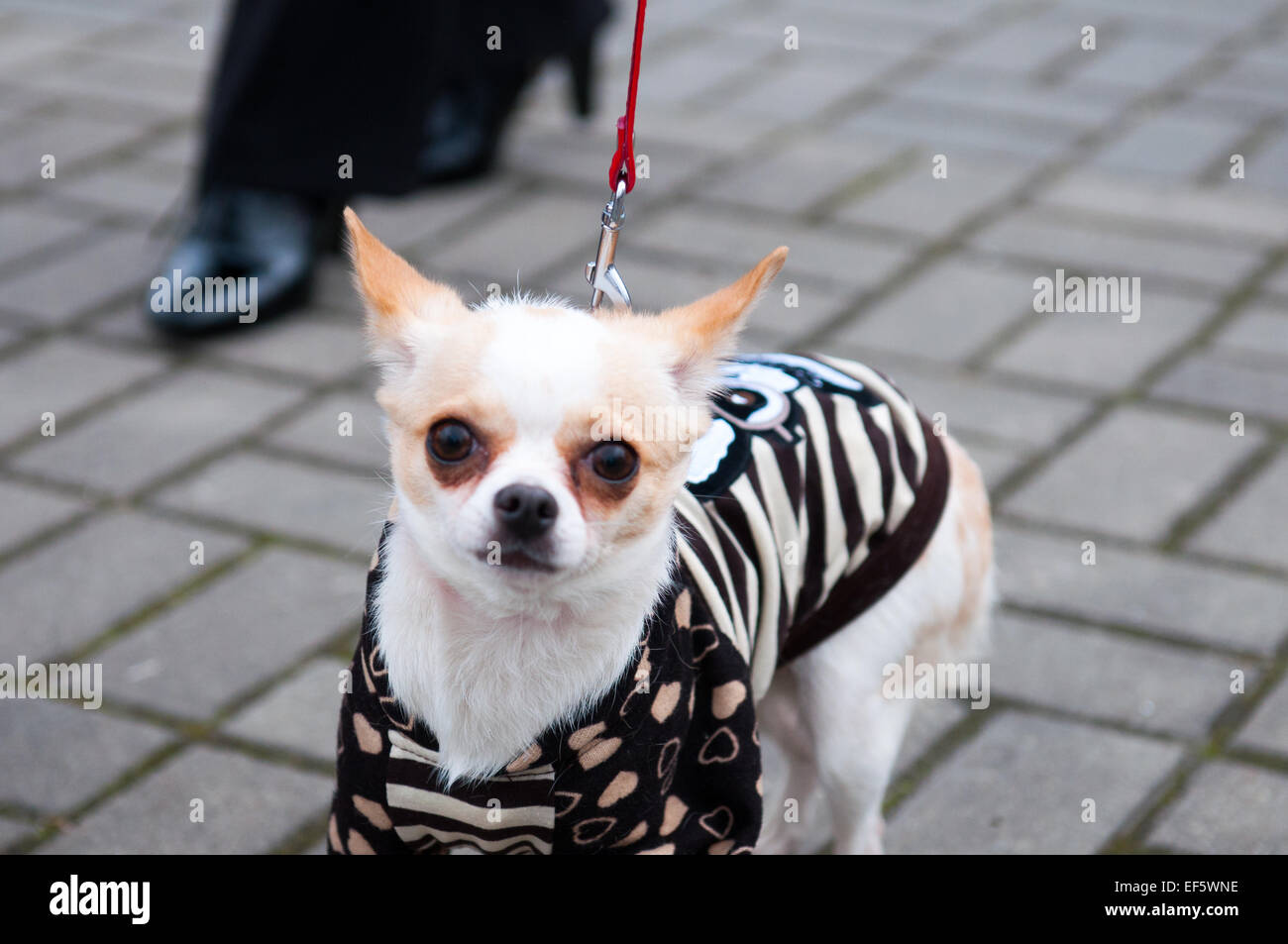 El Chihuahua es la raza de perro más pequeña y es nombrado por el estado de  Chihuahua, en México Fotografía de stock - Alamy