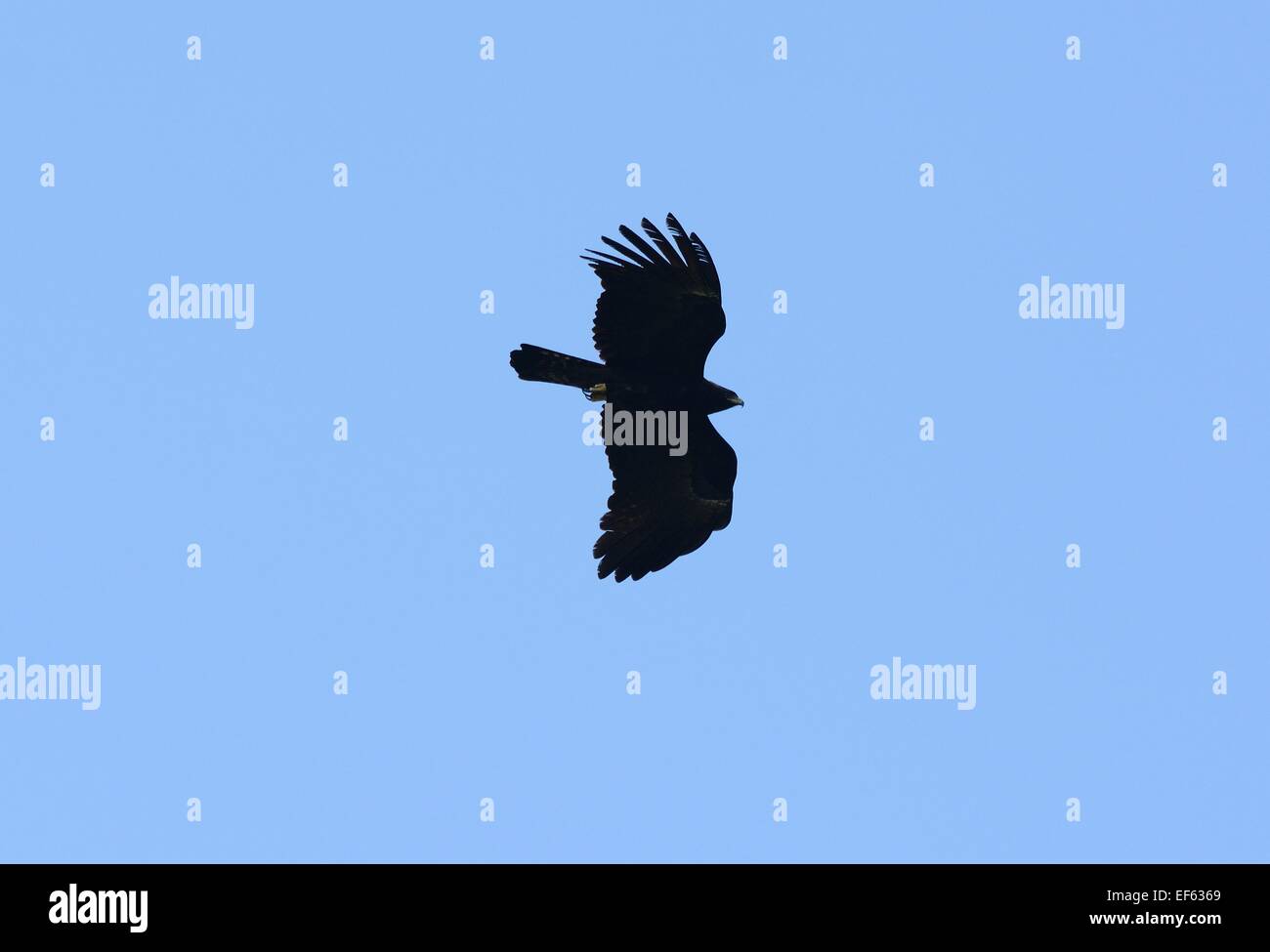 Beautifu Aguila Negra (Ictinaetus malayensis) volando en el cielo  Fotografía de stock - Alamy
