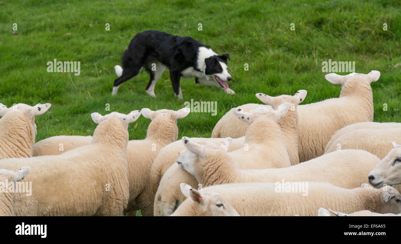 Border Collie ovejero trabajando un rebaño de ovejas, Cumbria, Reino Unido Foto de stock