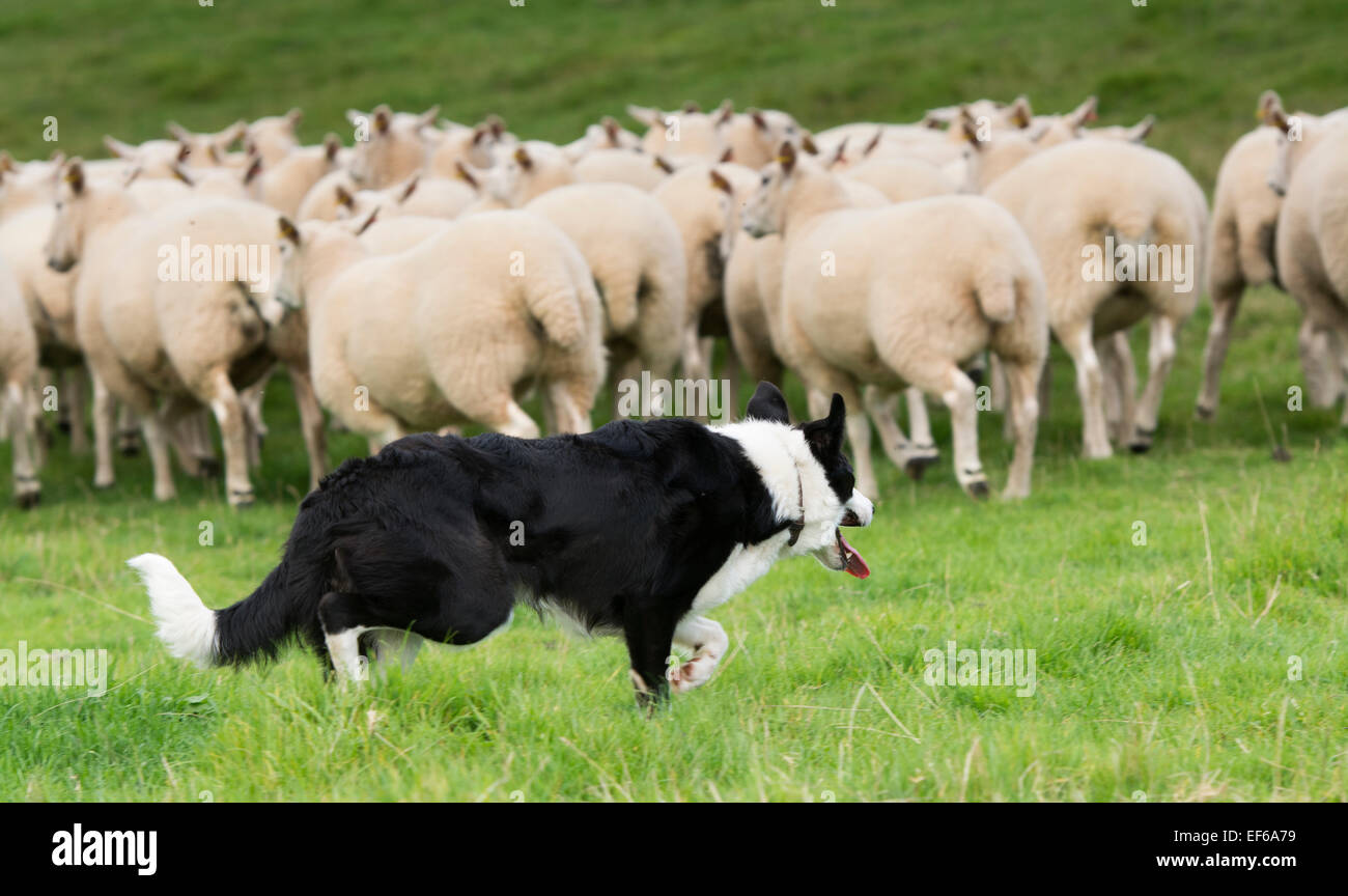 Border Collie ovejero trabajando un rebaño de ovejas, Cumbria, Reino Unido  Fotografía de stock - Alamy