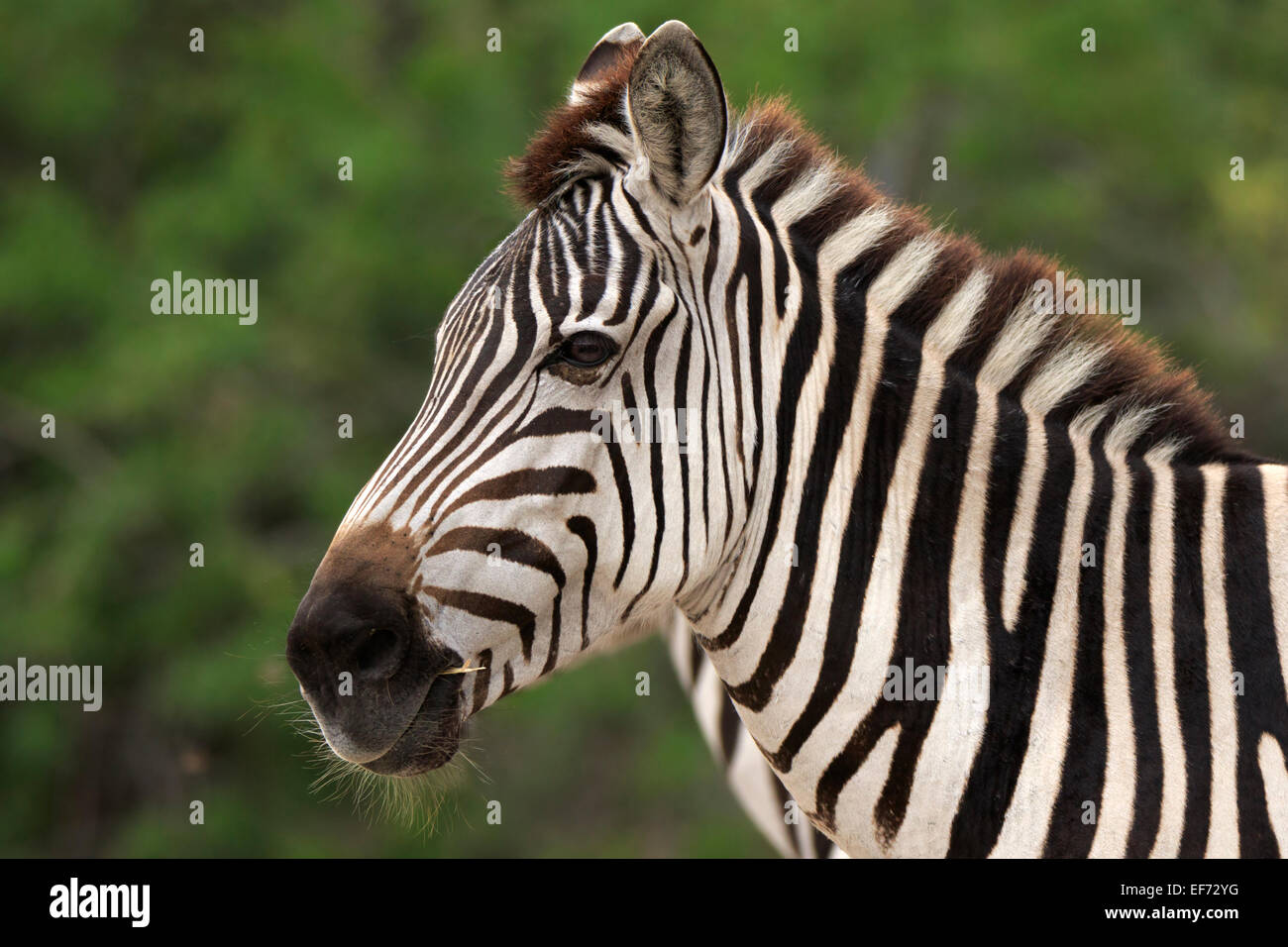 Grant, zebra Equus quagga boehmi Foto de stock