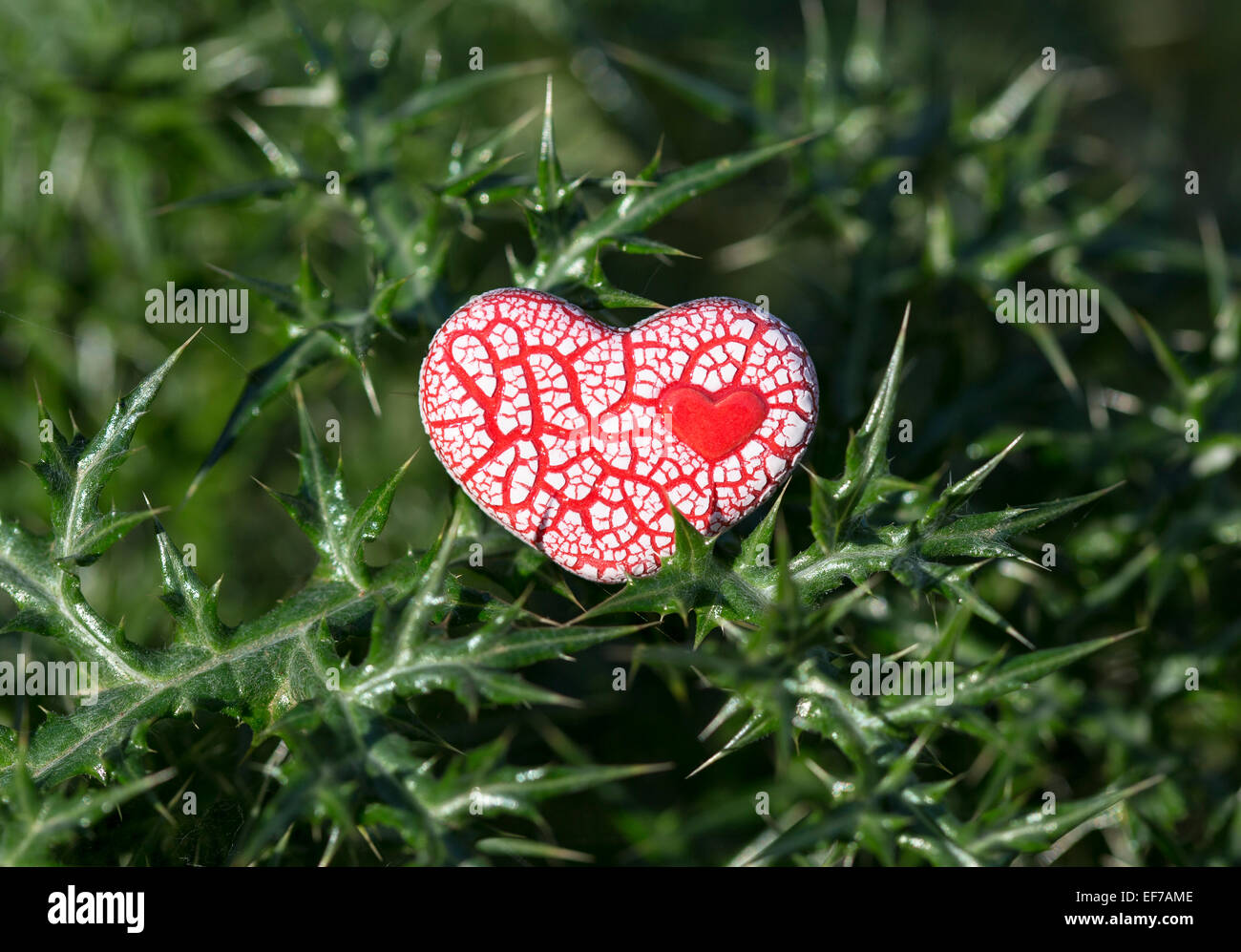 Un corazón moteado de cerámica roja con un pequeño corazón dentro de él se coloca en verde de espinas. Foto de stock
