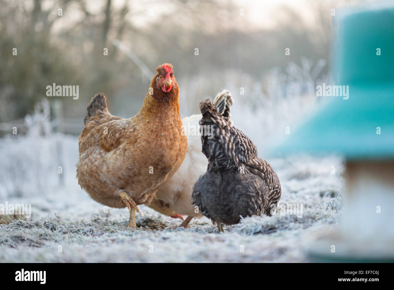 Free Range gallinas pollos. Foto de stock