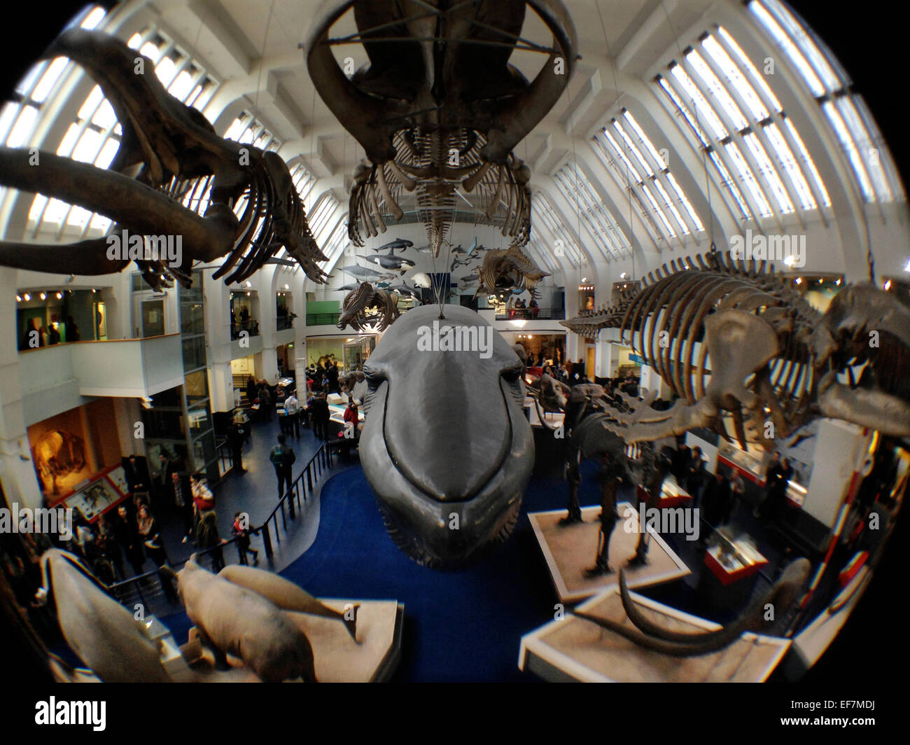 Museo de Historia Natural de Londres, Inglaterra, Reino Unido. De enero de 2015 Blue Whale, mamíferos Foto de stock