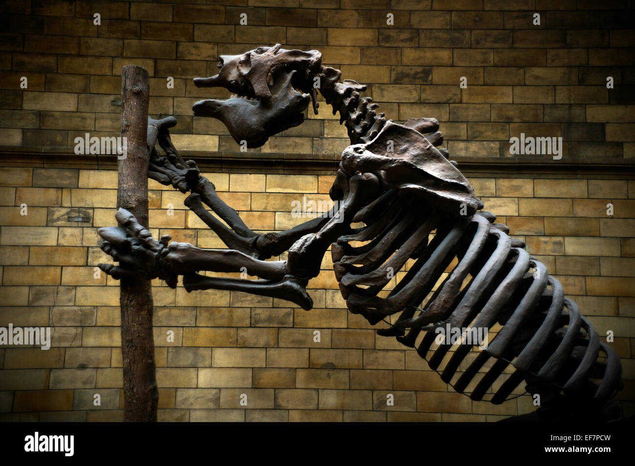 Museo de Historia Natural de Londres, Inglaterra, Reino Unido. De enero de 2015 Giant Ground Sloth,Megatherium americanum Foto de stock
