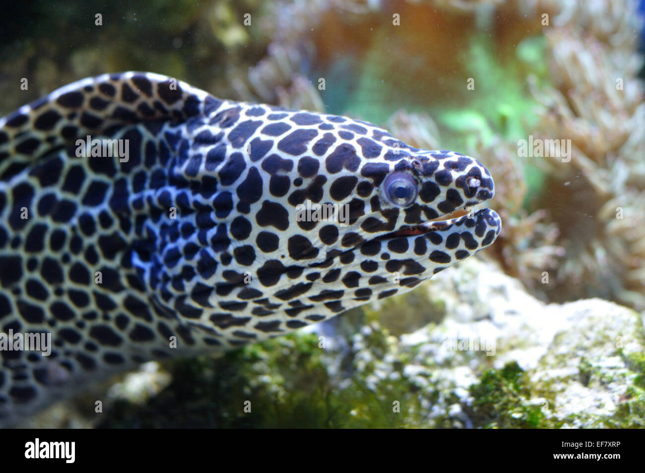 Spotted moray en arrecifes de coral cerca de medio abierto con el ratón Foto de stock