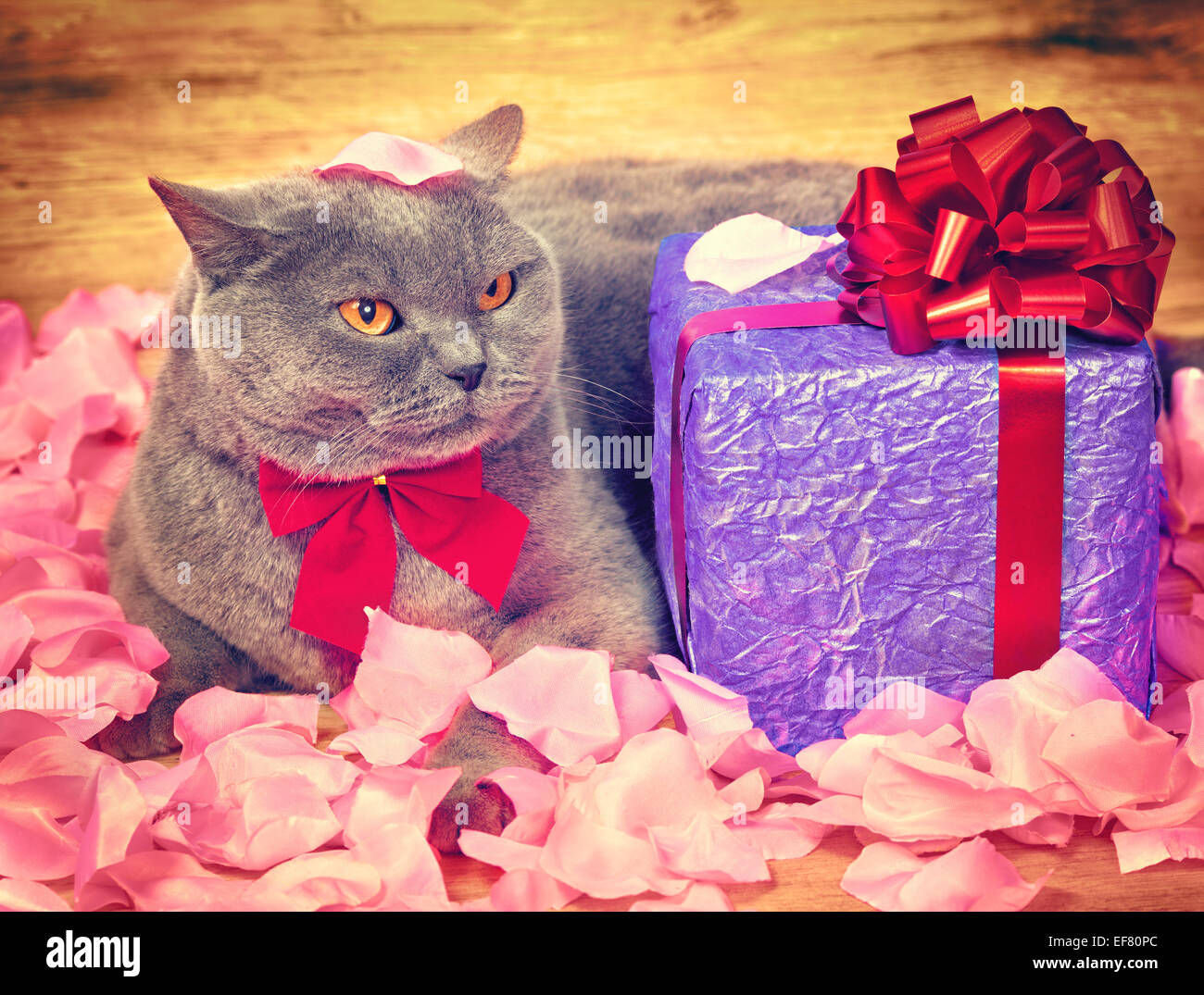 Regalo gatito fotografías e imágenes de alta resolución - Alamy