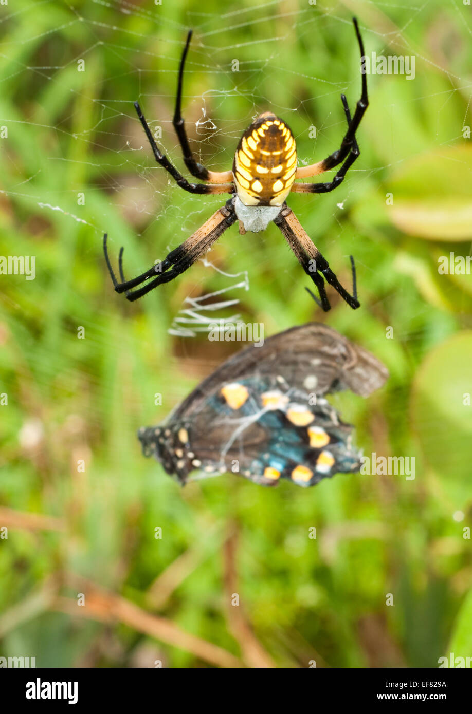 Hembra negro y amarillo araña Argiope custodiando su apretadamente envuelto especie presa de mariposa Foto de stock