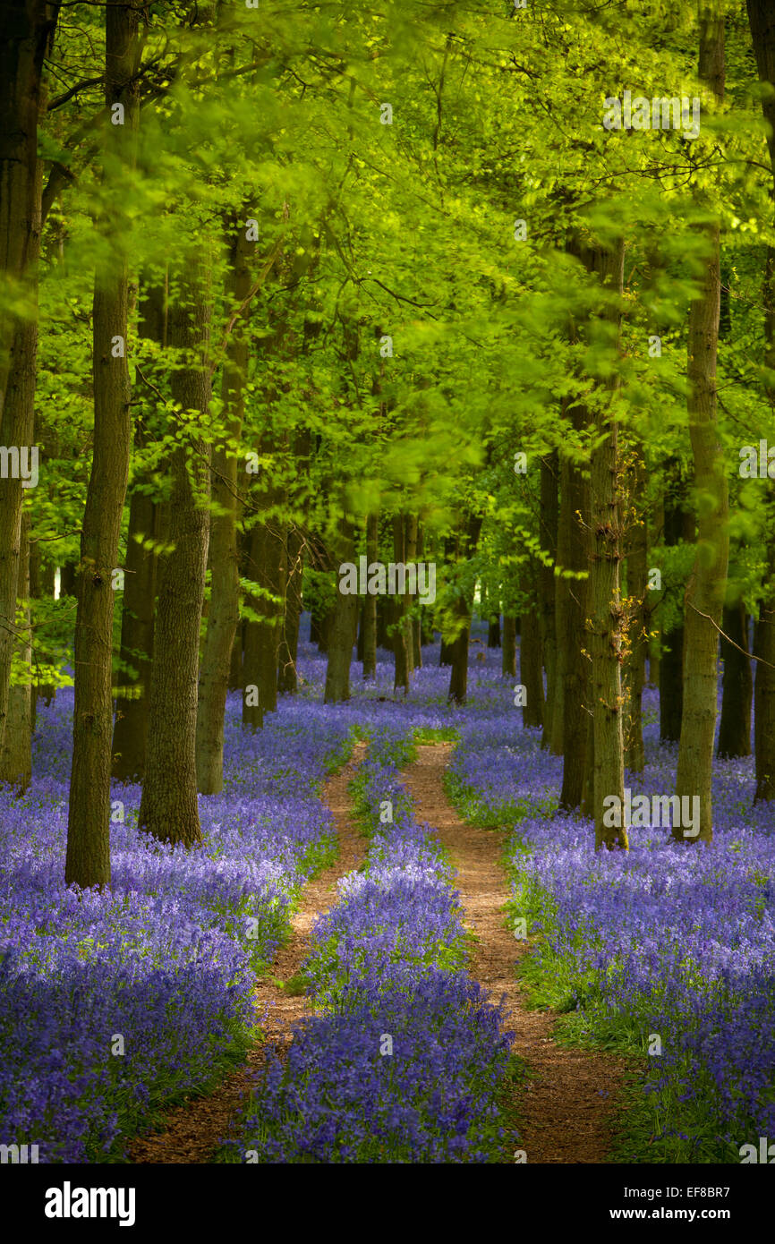 Las campánulas azules, Maderas, Ashridge Dockey Estate, Hertfordshire, Inglaterra Foto de stock