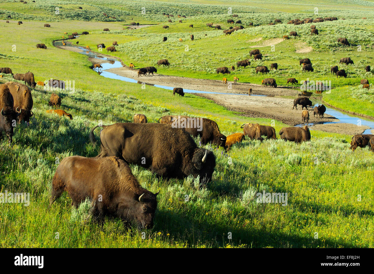 Manada de búfalos/pastoreo de búfalos en el Hayden Valley, el Parque Nacional Yellowstone, Wyoming, Estados Unidos. Foto de stock