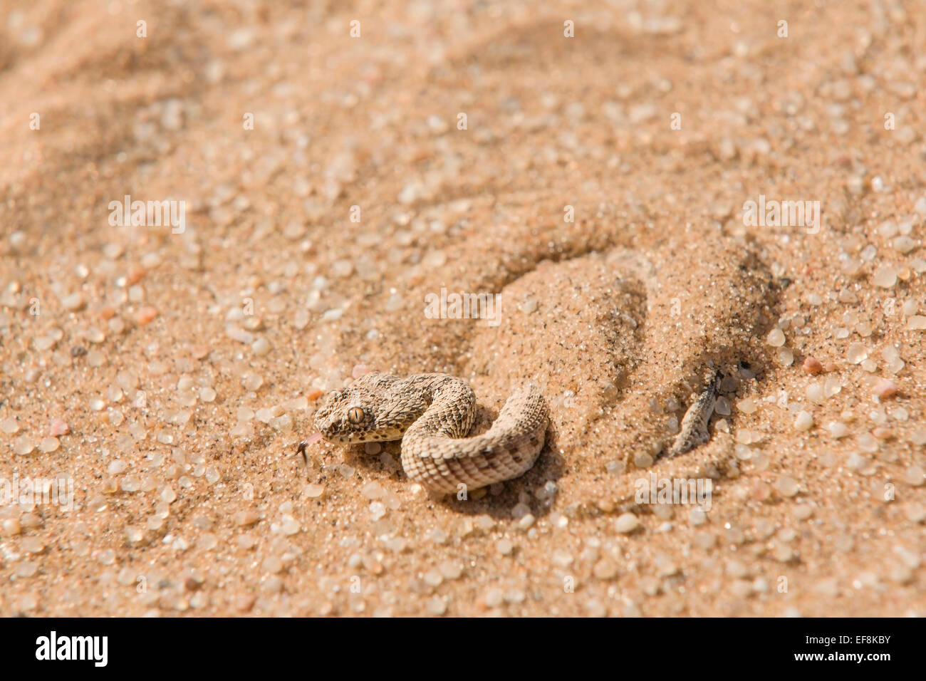 Sidewinder (Serpiente Bitis Perinqueyi) con lengüeta bifurcada entre guijarros en la arena, el desierto de Namib, Swakopmund, África Foto de stock