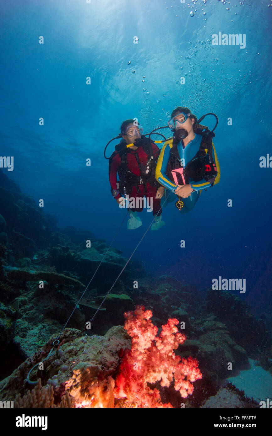 Dos buzos en un gancho de coral en aguas abiertas, Palau Foto de stock