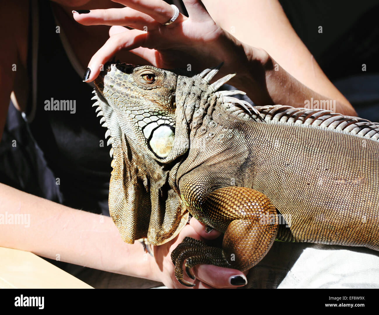 Iguana mascota fotografías imágenes de resolución -