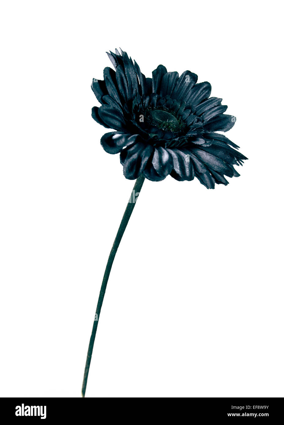 Close-up de flores negras contra el fondo blanco Fotografía de stock - Alamy