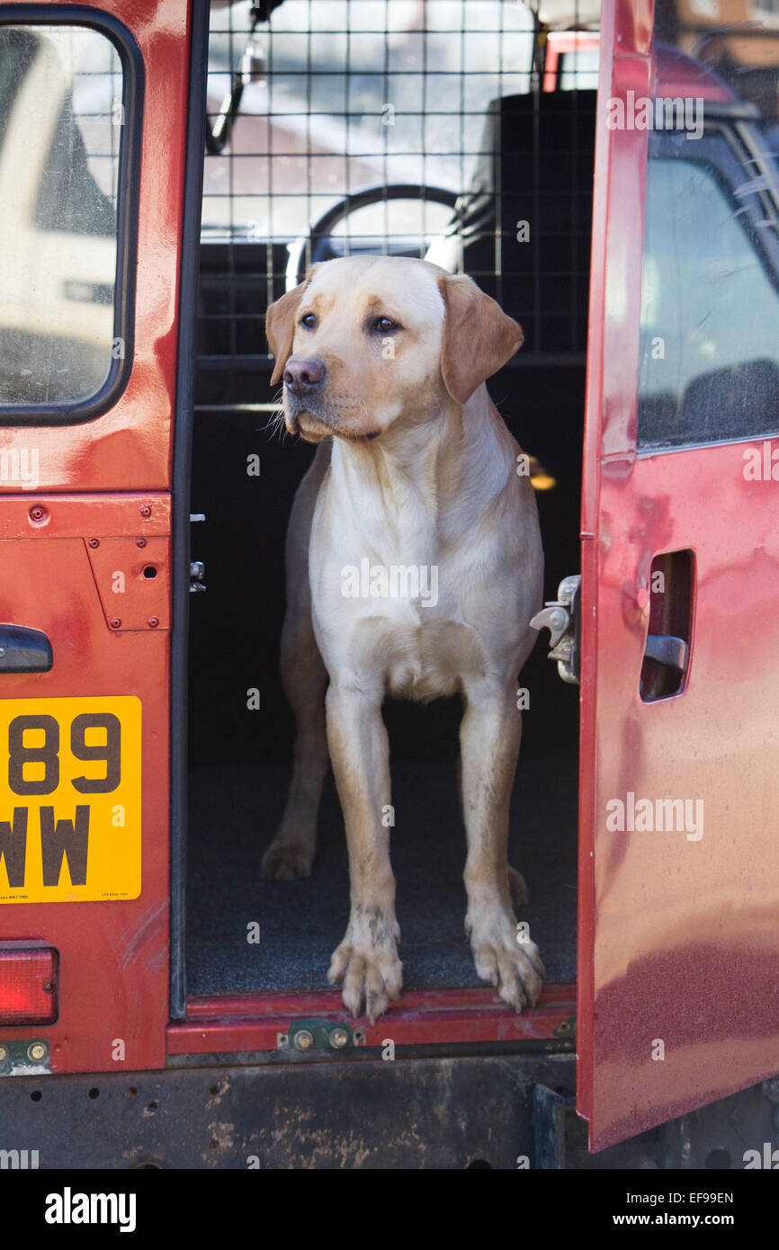 Un perro Labrador en un coche rojo en un día soleado Fotografía de stock -  Alamy