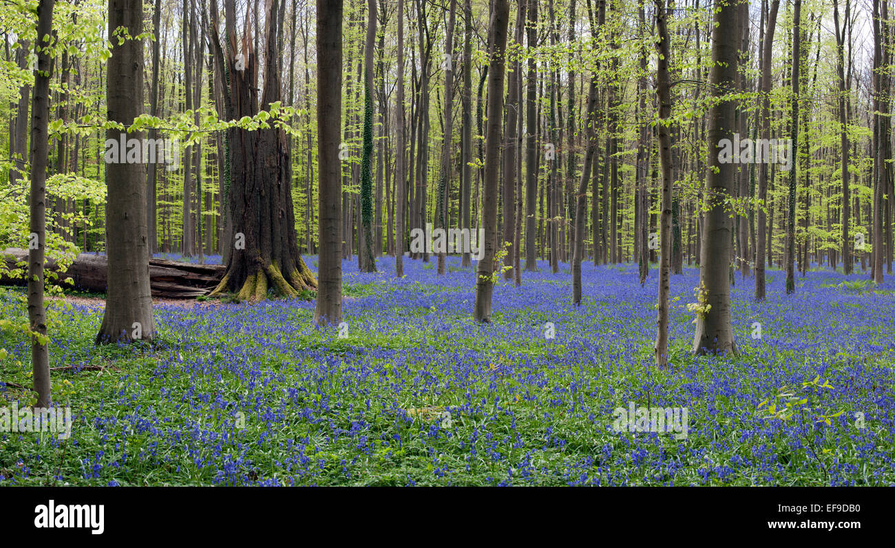 Del tronco de un árbol caído en el bosque de hayas con campanillas (Endymion nonscriptus) en flor en el bosque de hayas (Fagus sylvatica) en primavera Foto de stock