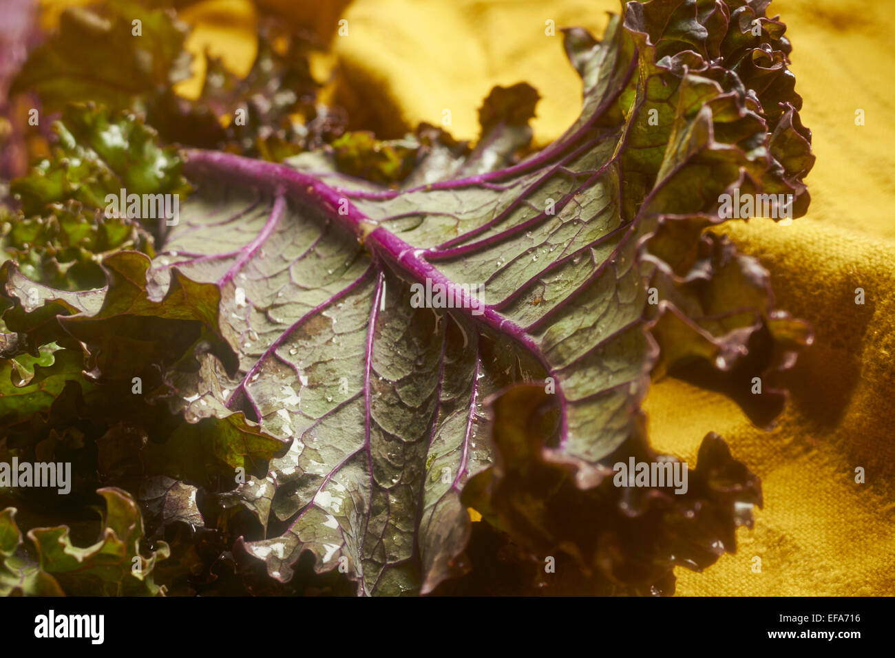 Hojas de Kale Rojo Ruso Foto de stock